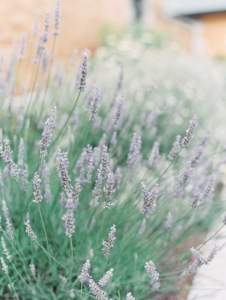 Salvia + Josh \\ Cairnwood Estate Summer Wedding \\ Philadelphia Film ...